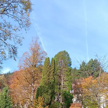 In Ruhiger Waldrandlage Bad Wildbad